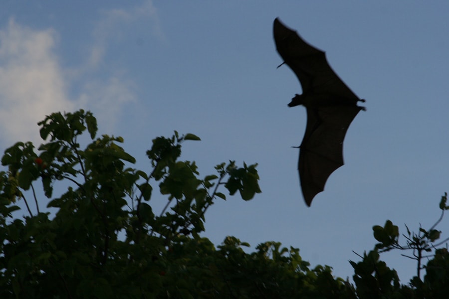 島を飛ぶ大コウモリ モルディブ ココパーム ドゥニコル旅行記