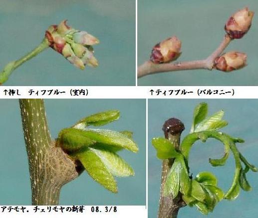 ブルーベリー花芽 と チェリモヤ新芽 バルコニーで フルーツ栽培記
