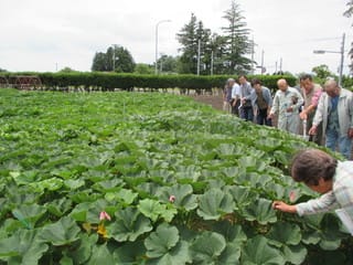 抑制かぼちゃ栽培講習会が開催されました 宮城の農業普及現地活動情報