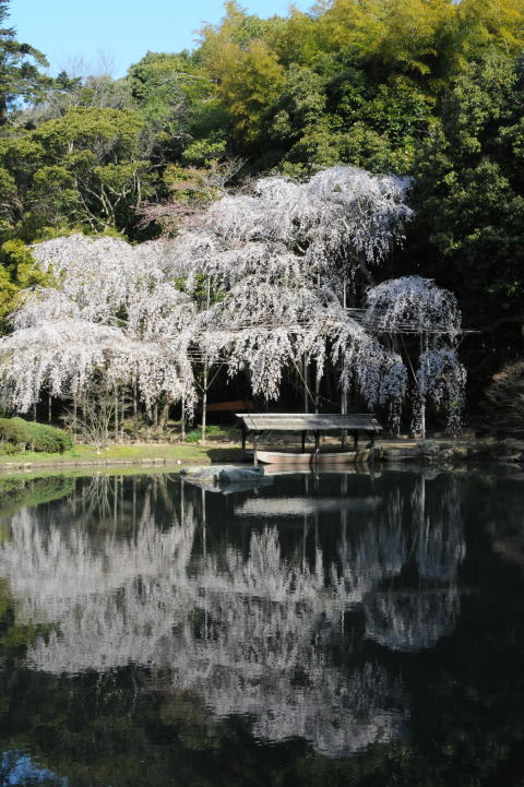 岡山県 しだれ桜の名所を訪ねて その１ 撮影日記 未熟なカメラマン さてものひとりごと