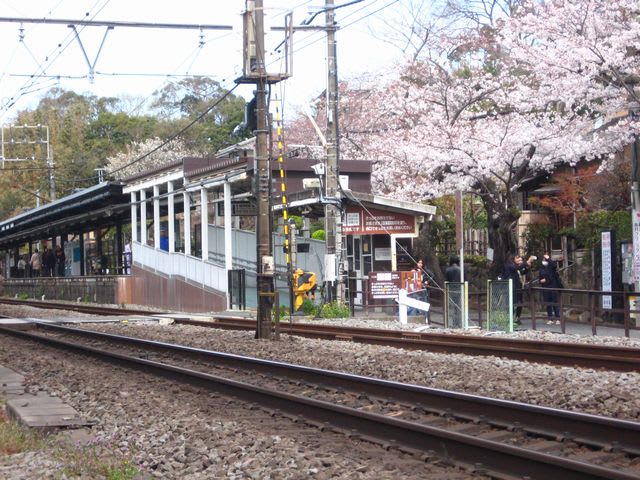 円覚寺の桜 １ 温泉クンの旅日記