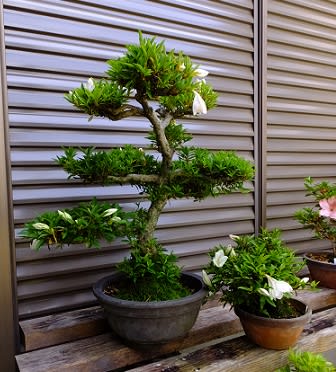 皐月盆栽 雪中の松 花は白 （挿し木して５５年以上） - 盆栽