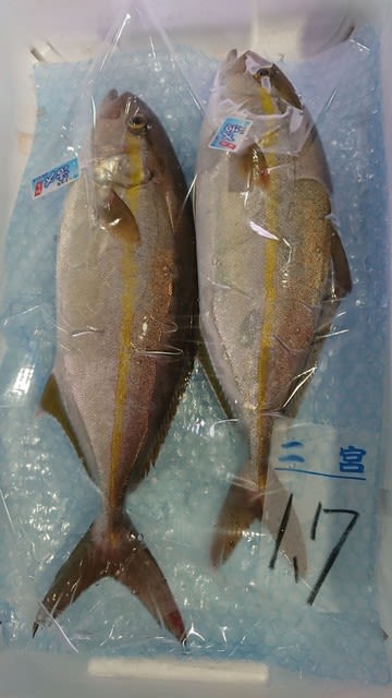 小田原早川漁港水揚げ新鮮地魚 活〆カンパチ 株式会社jsフードシステム 小田原箱根 美味さんぽ 小田原 箱根グルメブログ