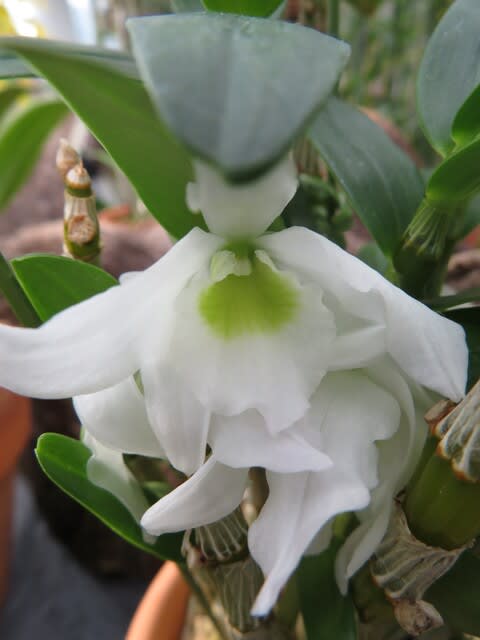 純白の花弁と花芯の鮮やかな緑がスマートなラン「デンドロビウム