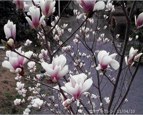 サラサモクレン 更紗木蓮 ぼかしの入ったピンクの花 里山コスモスブログ