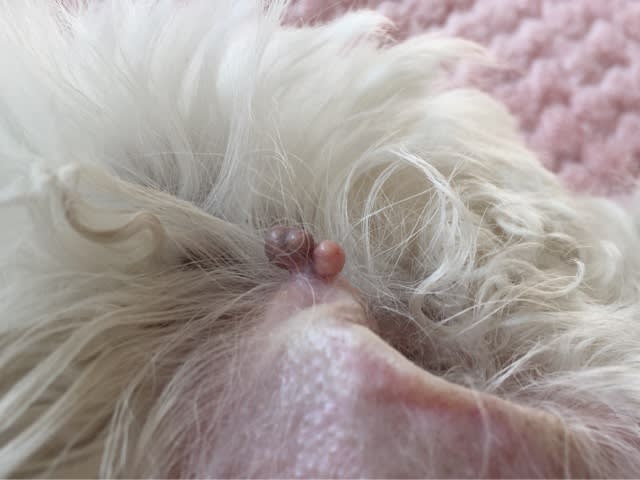 愛犬のイボ問題ー老犬のイボ 乳頭腫 どんどん大きく トイプードルのミルビビ日記