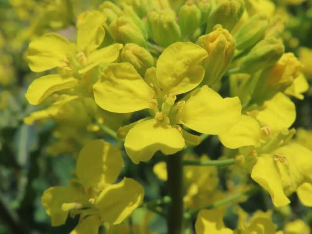 サンリクツボミナ（三陸つぼみ菜）の花