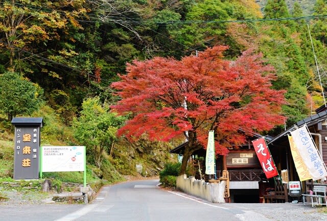 高知県仁淀川町の安居渓谷の紅葉が見ごろになっていました マーブログ