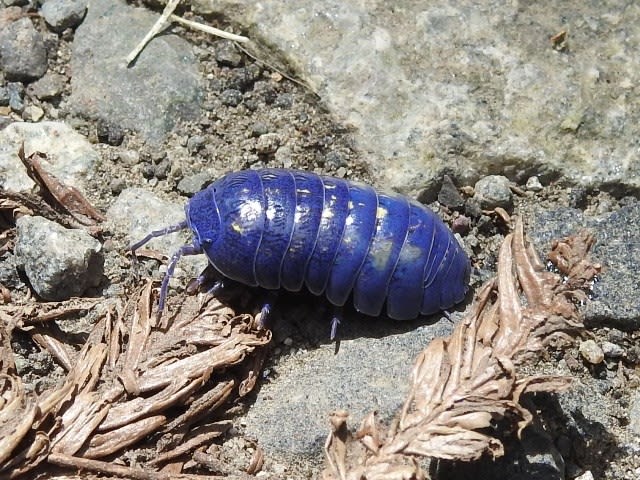 北海道編 青いワラジムシ 青いダンゴムシ こんちゅう探偵団