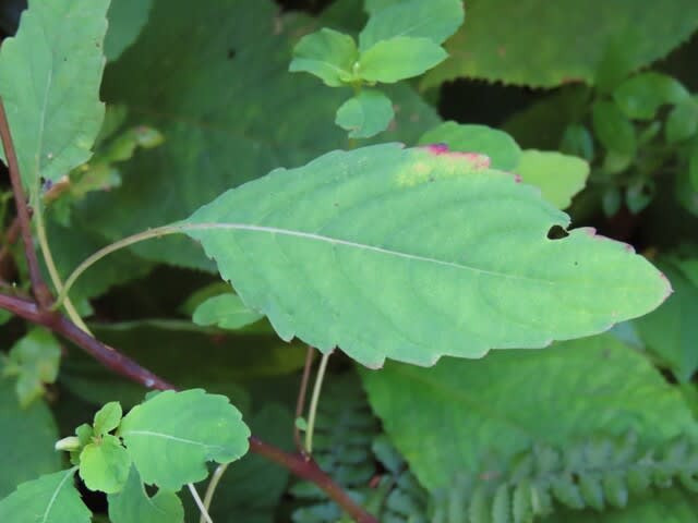 高ボッチ高原・鉢伏山で最近咲いている花 キツリフネ(黄釣船)