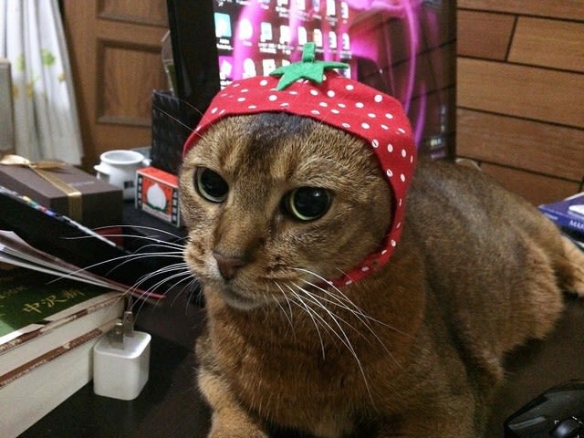 かわいいかわいい 猫野菜ちゃん アイシスちゃまのスイート日記