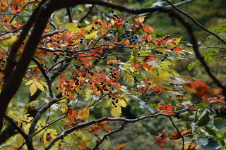 紅葉葉っぱ図鑑 イーハトーヴ里山の樹木ウオッチング
