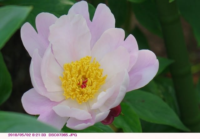 シャクヤク 薄紅色の一重咲の花 赤い雄蕊 散歩写真