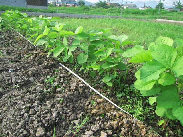 丹波黒豆枝豆の摘芯 追肥 土寄せ 大好き 野菜の時間
