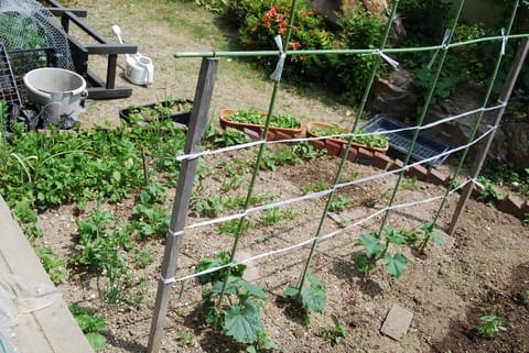 庭のキュウリ ネット代わりにビニールひもで 趣味と実益の野菜作り日記