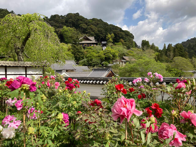 長谷寺の牡丹 咲いたよ 奈良の長谷寺 旅宿 いったん