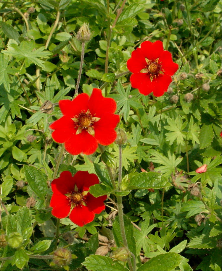 珍しいポテンチュラ 赤い花 花の公園 俳句 ｉｎｇ