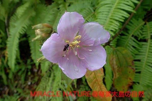 ノボタンの花弁の枚数 Miracle Nature 世界自然遺産の島 奄美大島