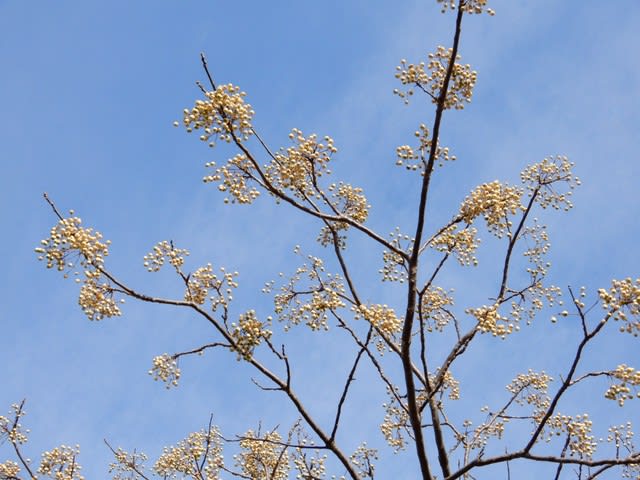 センダン 栴檀 カツラ 桂 の実 植物大好き 出会い ときめき 癒し