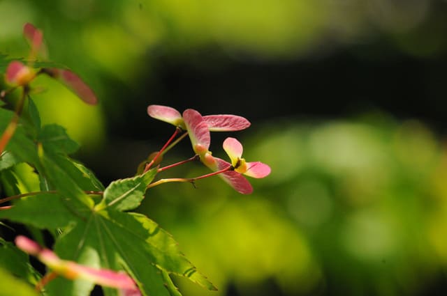 カエデの花