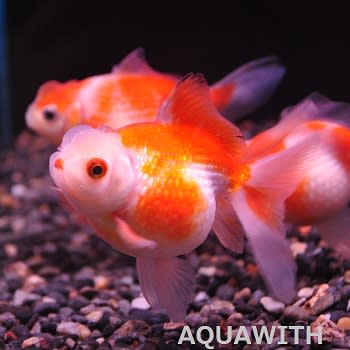 15年2月のブログ記事一覧 アクアウィズのオススメ 熱帯魚
