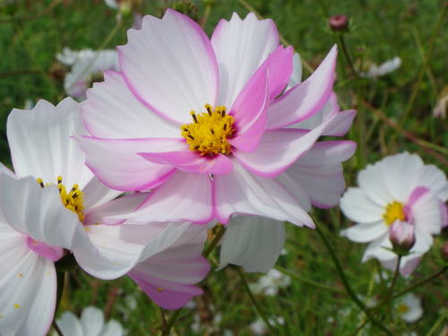 覆輪八重咲の秋桜