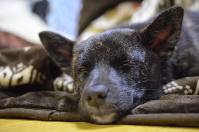 上川隆也さんの犬 ちいちゃん今日もウトウト