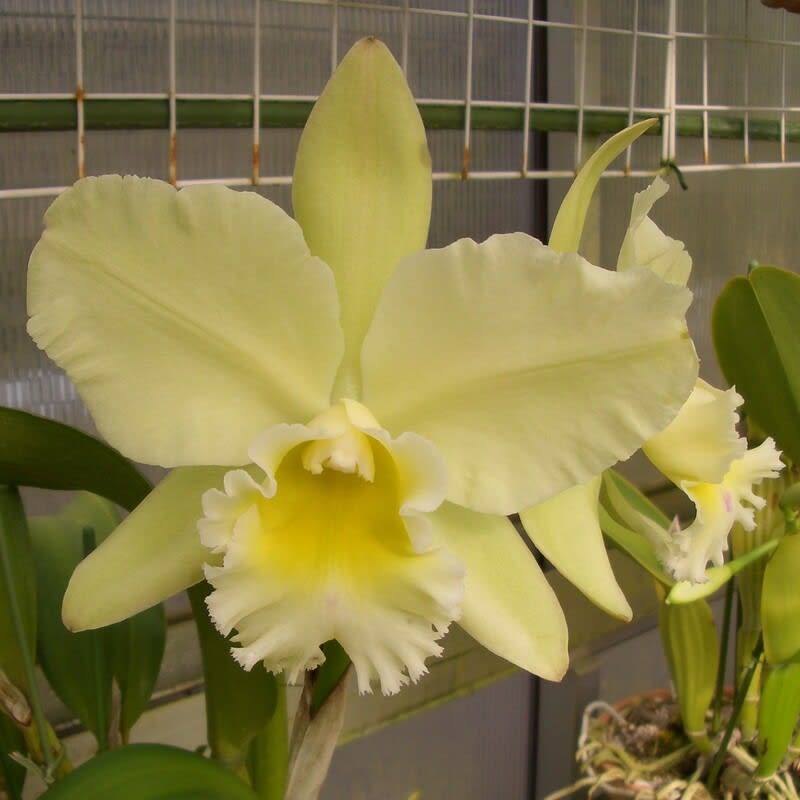 ○Rlc. Excellent Zaoh'Green Fantasy' - カトログ ○Rlc. Excellent Zaoh'Green Fantasy' - カトログ