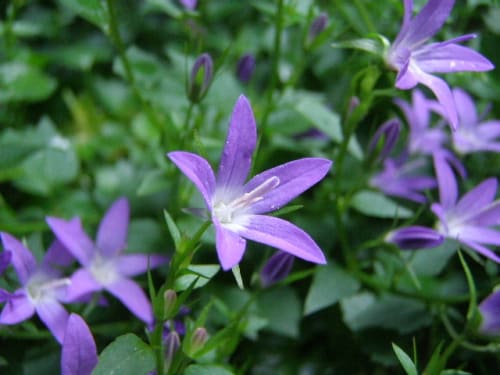 カンパニュラ セルビアン ベルフラワー Serbian Bellflower モノトーンでのときめき