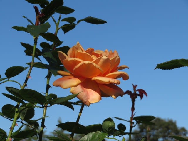 珍しいオレンジ色の大輪のバラ ウィンナー チャーム 薔薇シリーズ116 野の花 庭の花