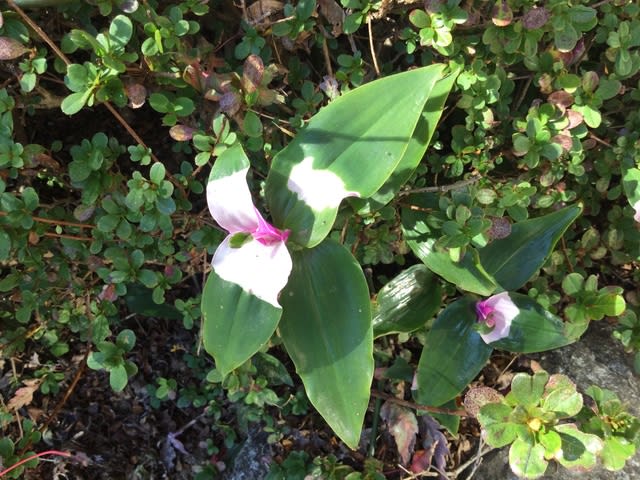 トラディスカンチア 我が家の庭の花
