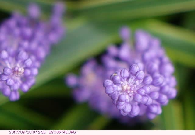 誕生日の花 ９月２０日 ヤブラン 都内散歩 散歩と写真