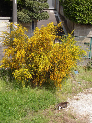 2009_scotch_broom_1 2009_scotch_broom_1