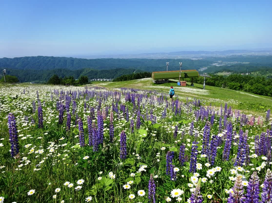 21 6 27 冷水山 702m 陽光に輝く花たち I Am Amigo 21 6 27 冷水山 702m 陽光に輝く花たち I Am Amigo