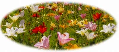 琵琶湖 箱根山のゆり園 金石it親睦会blog 琵琶湖 箱根山のゆり園 金石it親睦会blog