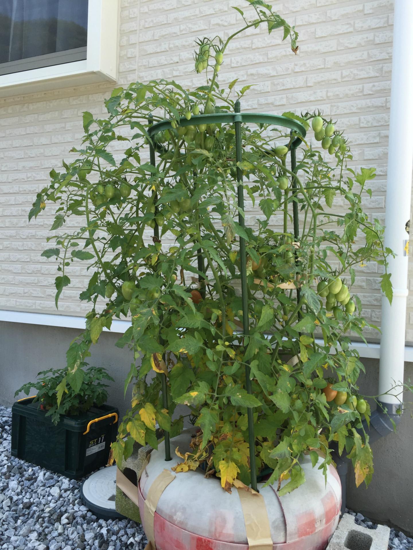 日に日に葉が黄色くなるミニトマトの葉 太陽電池と水耕栽培と Season 12