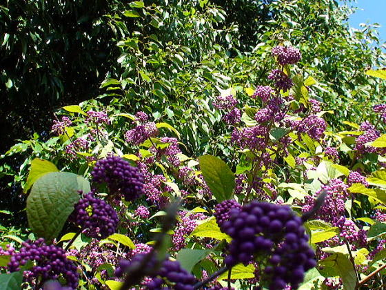 ムラサキシキブ 紫式部 花と風景 鹿児島県