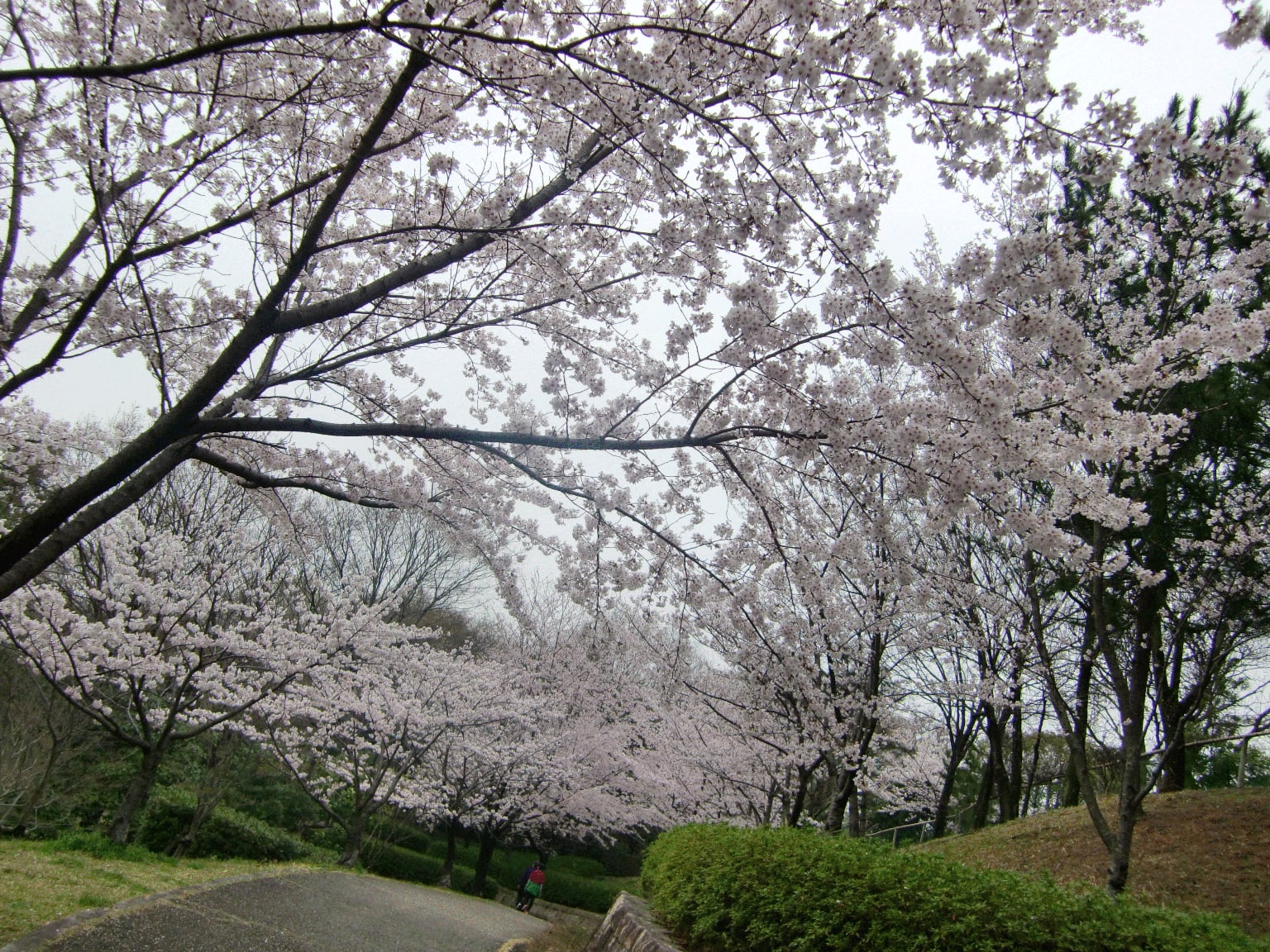 曇り空と桜～☆の画像