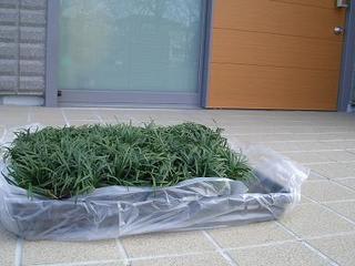玉竜植えました 家からはじめよう 玉竜植えました 家からはじめよう
