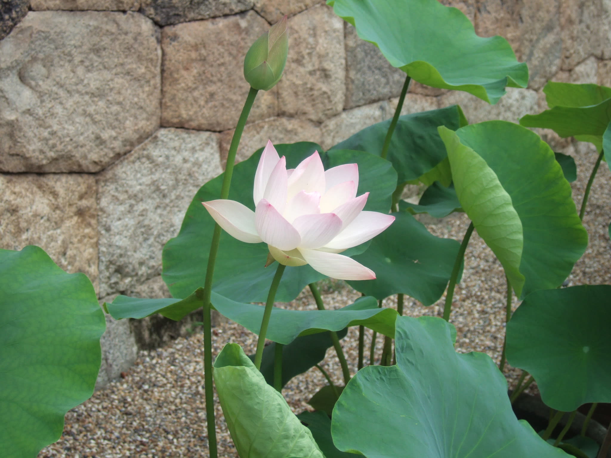 綺麗なはすの花