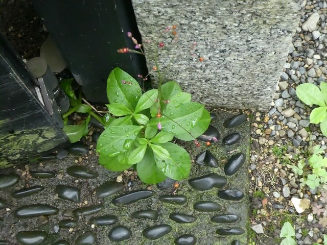 三時の天使 ハゼラン もすきま植物 まいぱん日記