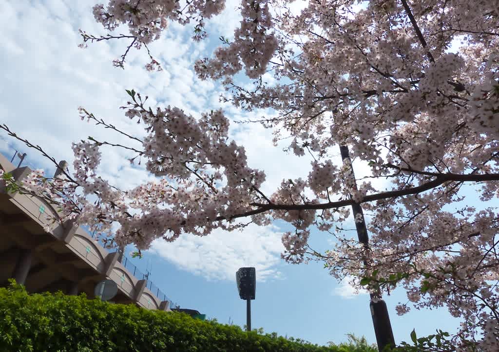 保土ヶ谷公園の桜 1 ほどあき 保土ヶ谷公園の桜 1 ほどあき