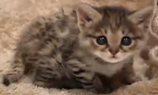 最も小さい猫の一つ クロアシネコ の赤ちゃん 思いついたとき日記