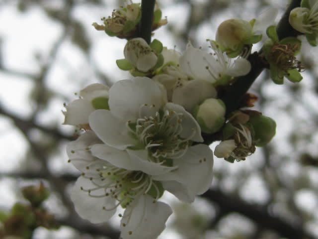 これはこれはの花疲れ 空見日和