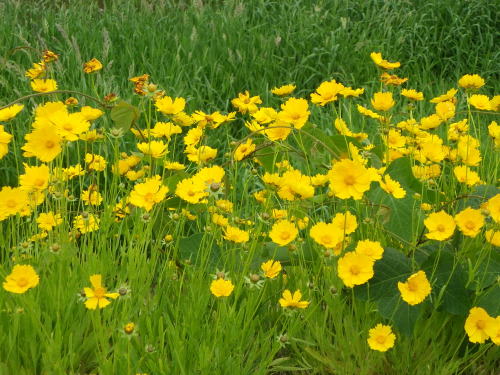 オオキンケイギク（大金鶏菊）