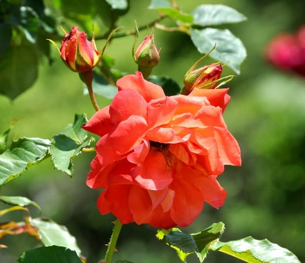 古代王国 リディア 花の公園 俳句 ｉｎｇ