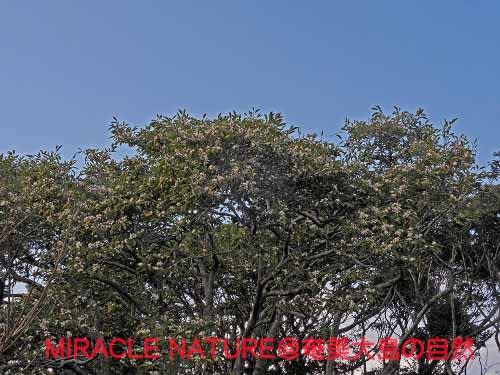 枝にびっしり白い花 オガタマノキの花 Miracle Nature 世界自然遺産の島 奄美大島