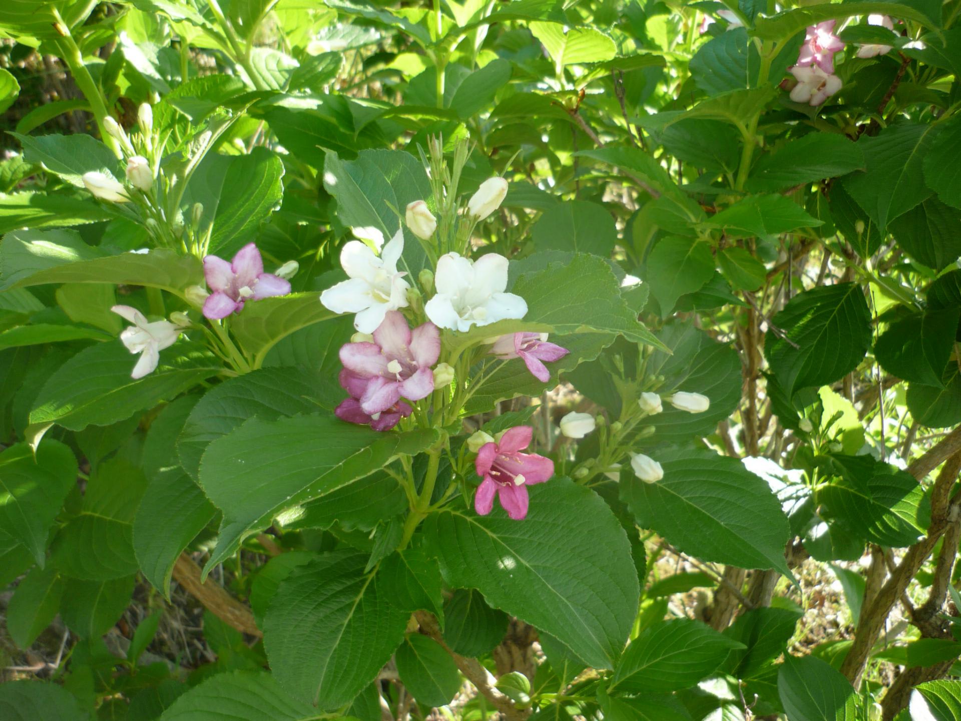 アジサイ 紫陽花とよく似た葉っぱの花 名前は Ch 写真共有 Goo Blog フォトチャンネル