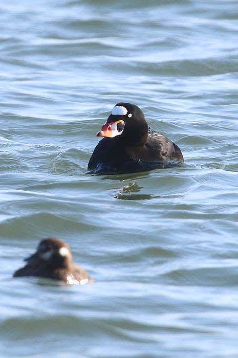 今年もやって来たアラナミキンクロ よっちのバードフォト