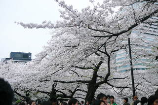 武道館へ行ったついでにこれまた桜 こぱんのひとりごと